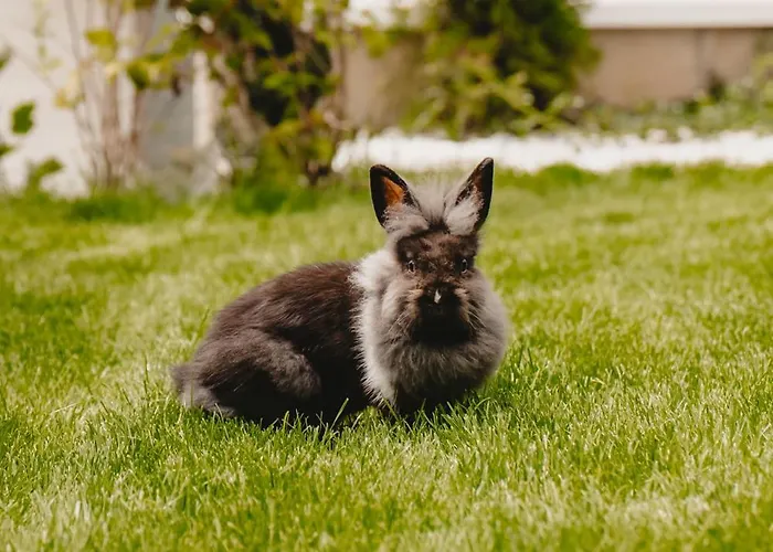 Апарт-отель White House Iris Napoca - 3- Parcare Gratuita, Self Check In 24h, Aeroport 15 Minute!